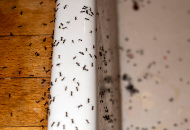 Best Insect Control  in Holden, MO