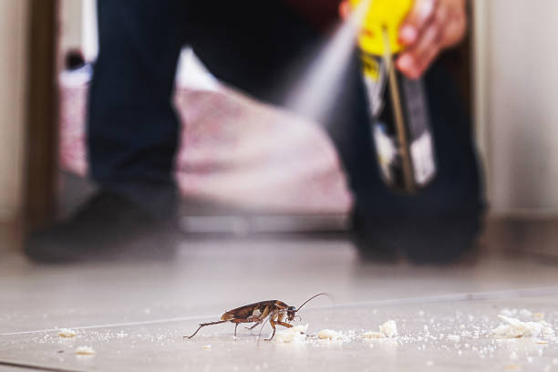 Best Insect Control  in Holden, MO
