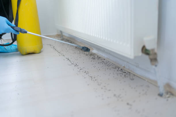 Best Wasp Removal Services  in Holden, MO